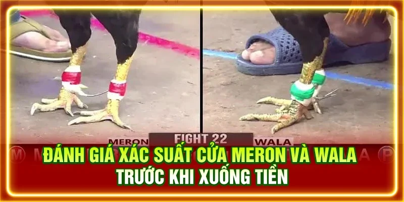 Đánh giá xác suất cửa Meron và Wala trước khi xuống tiền