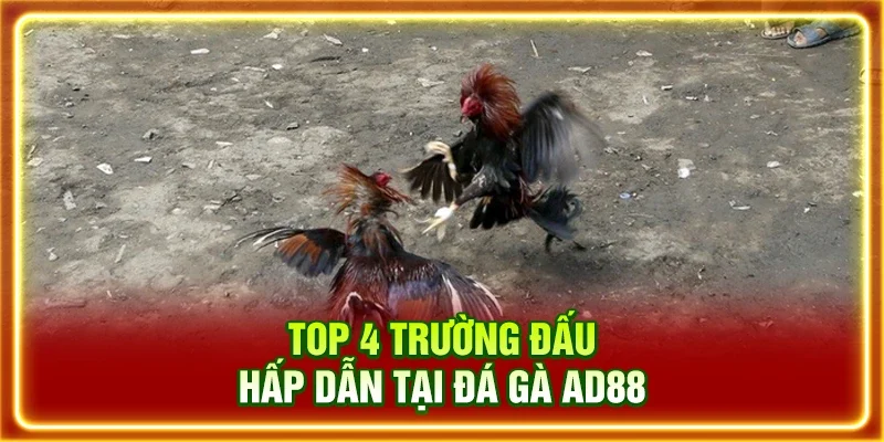 Top 4 trường đấu hấp dẫn tại đá gà AD88